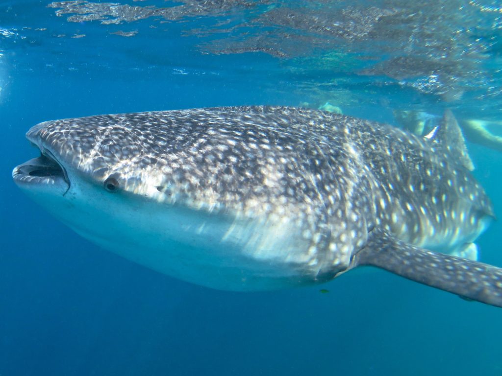 Whale shark, Djibouti