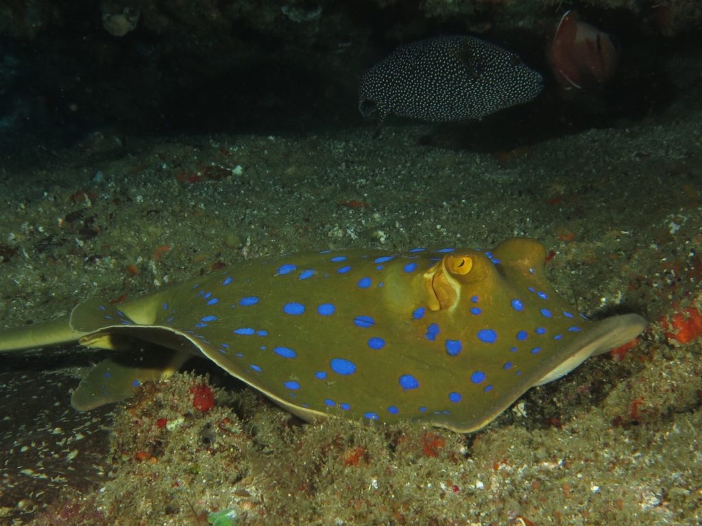 Blue spotted ray, Ponta do Ouro, Mozambique