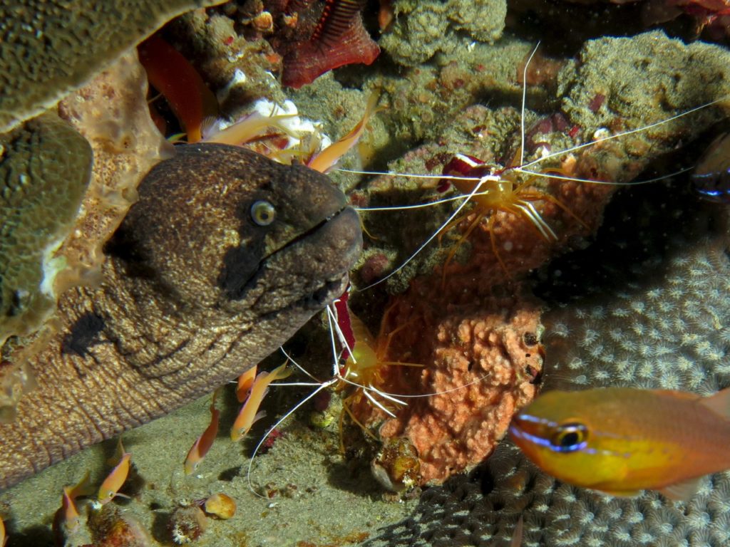 Moray eel and cleaner shrimp, Ponta do Ouro, Mozambique
