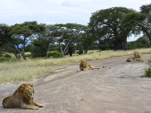 Three lions on the road in Tarangire, Tanzania