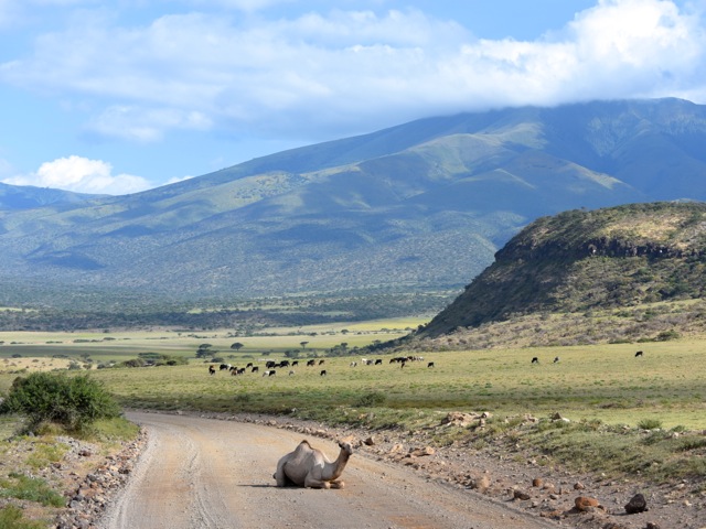 Camel on the road from Serengeti to Ngorongoro, Tanzania