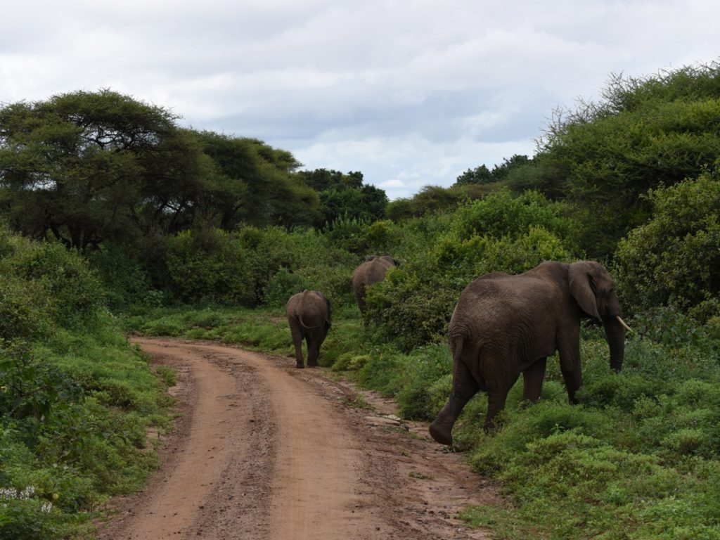 Elephants in Lake Manyara national park, Tanzania