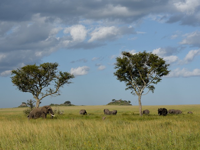 Elephants in Serengeti, Tanzania