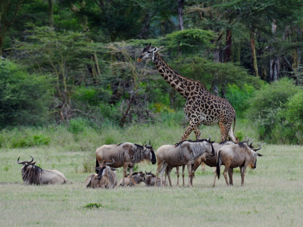 Giraffe and wildebeest  in Lake Manyara national park, Tanzania