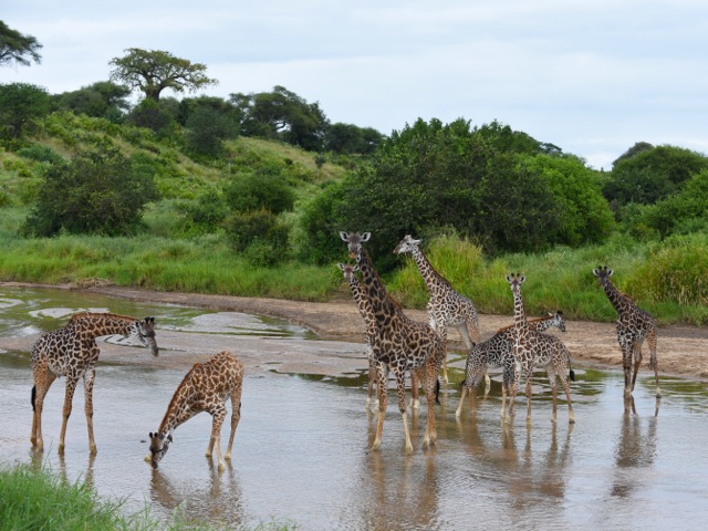 Giraffes in the river in Tarangire, Tanzania