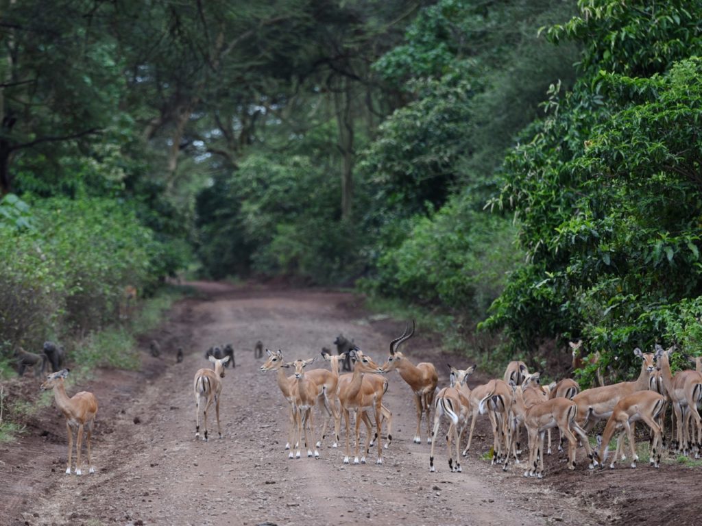 Impala crossing the road in Lake Manyara national park, Tanzania