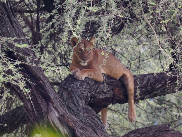 Lion in the tree in Tarangire, Tanzania