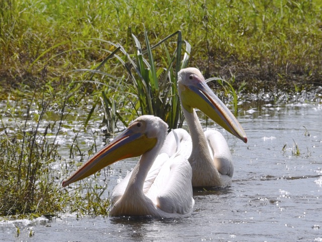 Pelicans in Ngorongoro crater, Tanzania