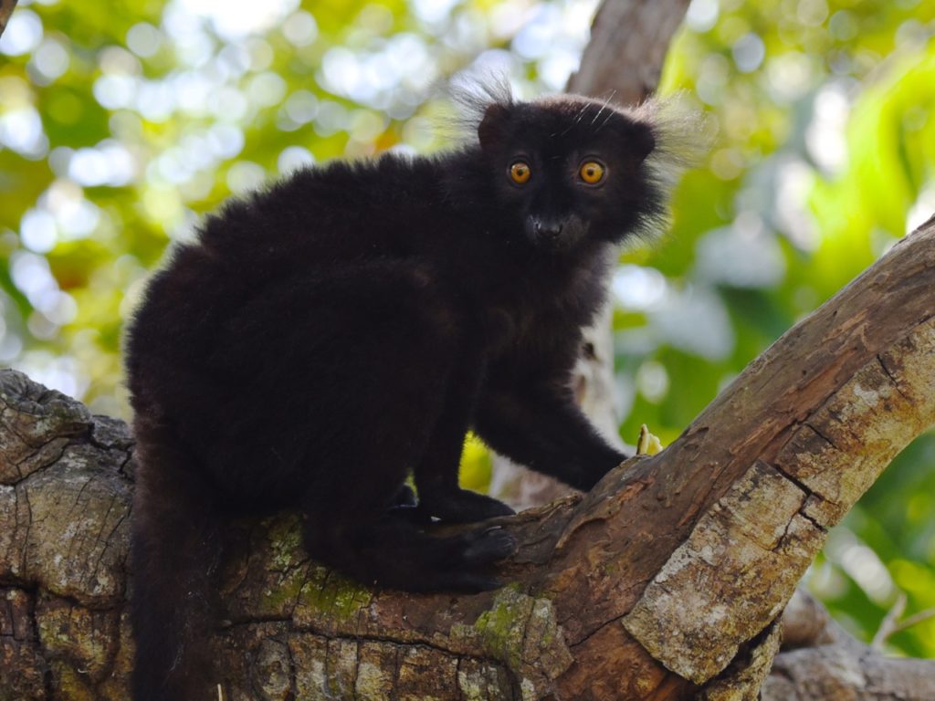Black lemur male, Lemuria Land, Nosy Be, Madagascar
