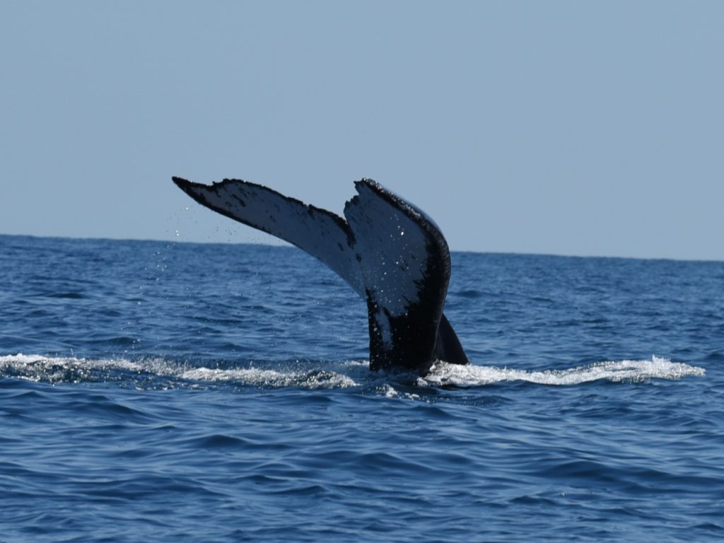 Humpback whale tale, Nosy Be, Madagascar