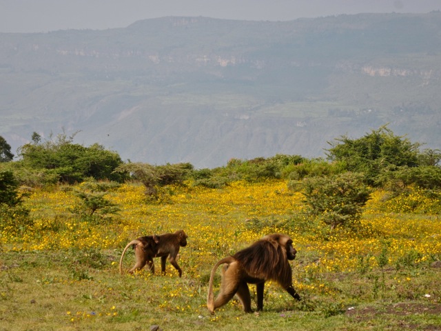 Gelada monkeys near Debre Libanos, Ethiopia