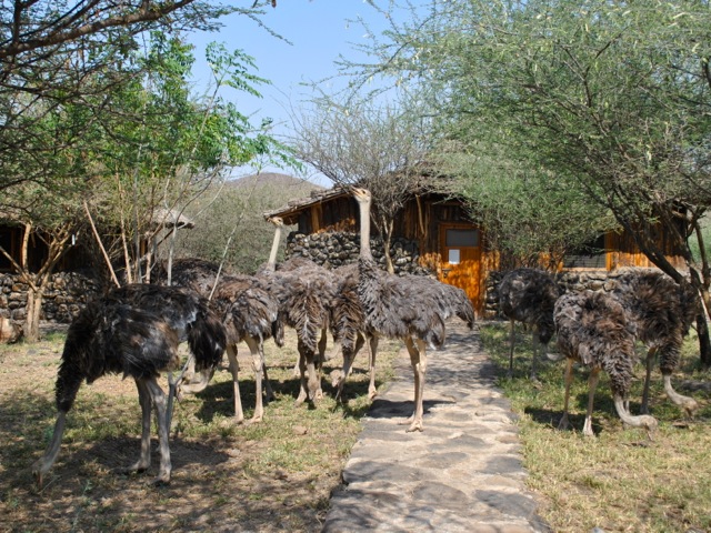 Ostriches at Doho Lodge, near Awash national park, Ethiopia