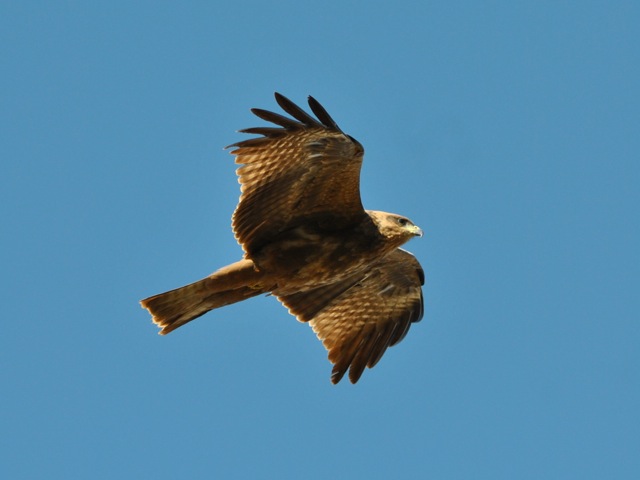 Kite near Lalibela, Ethiopia