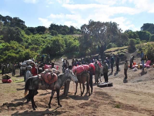Mules get loaded to carry supplies for multi-day tracks, Simien Mountains, Ethiopia