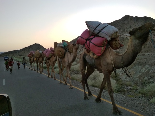 Camels along the road back from Danakil in Afar, Ethiopia