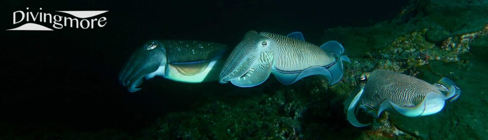 cuttlefish, Fahal Island, Oman