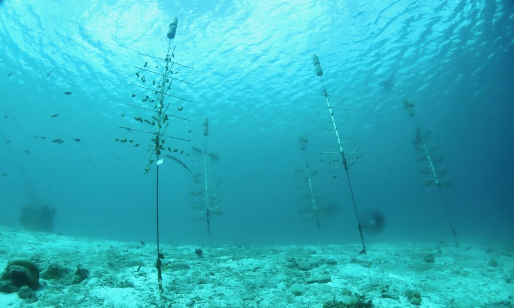 Coral nursery at Something Special dive site, Bonaire