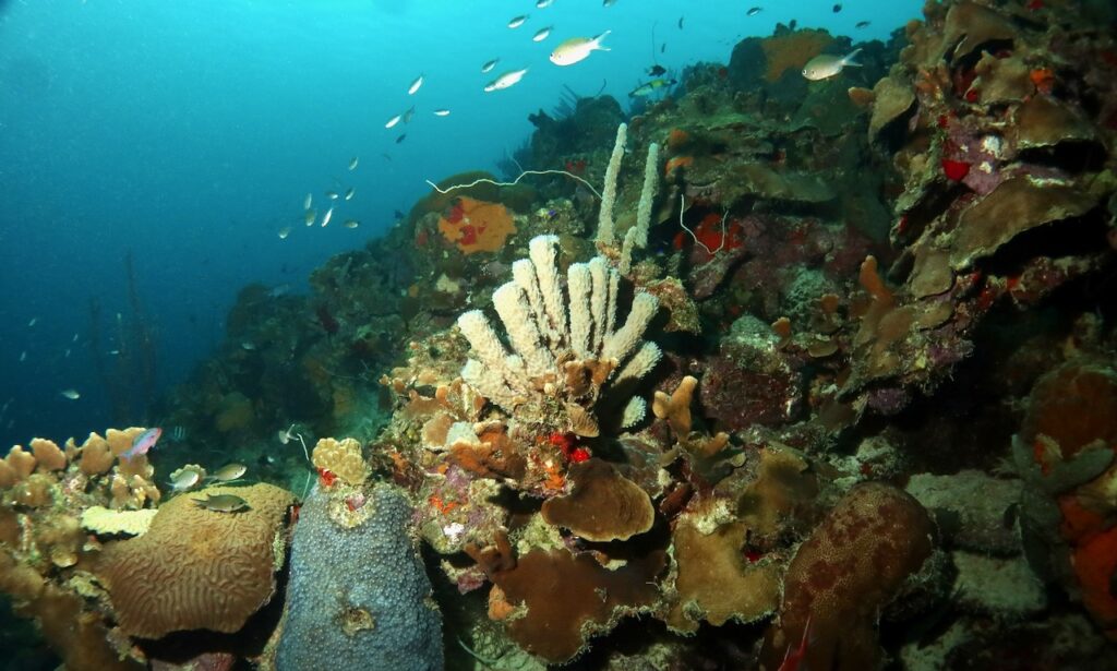 Coral reef, bonaire