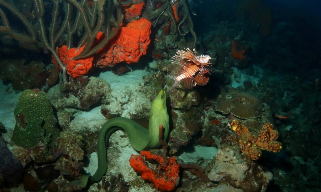 Moray eel and invasive lionfish, Bonaire