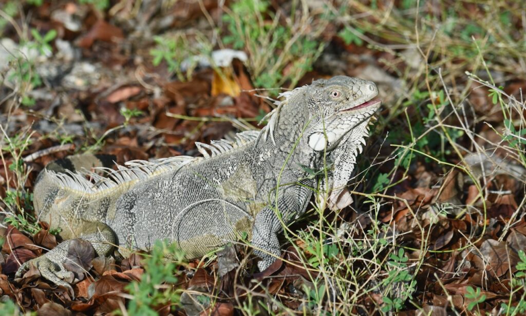 Iguana, Bonaire