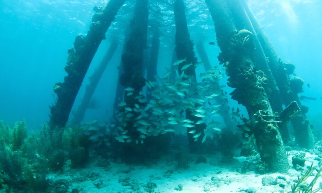 Salt peer, Bonaire