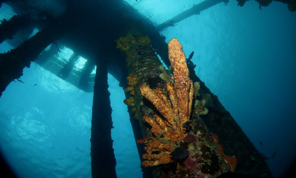 Corals on pylons of Salt pier, Bonaire