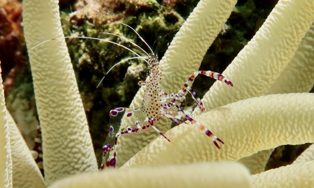 Sun anemone shrimp, Bonaire