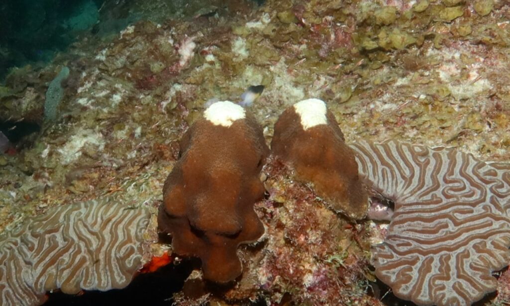 Corals impacted by stoney coral tissue loss disease, Bonaire