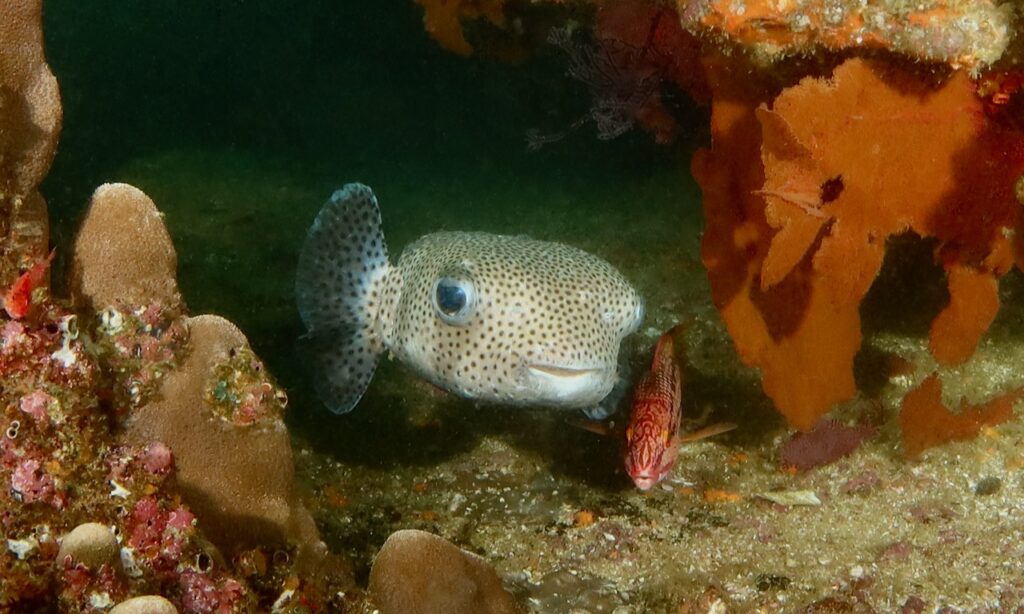 Porcupinefish, Cabo Pulmo, Mexico