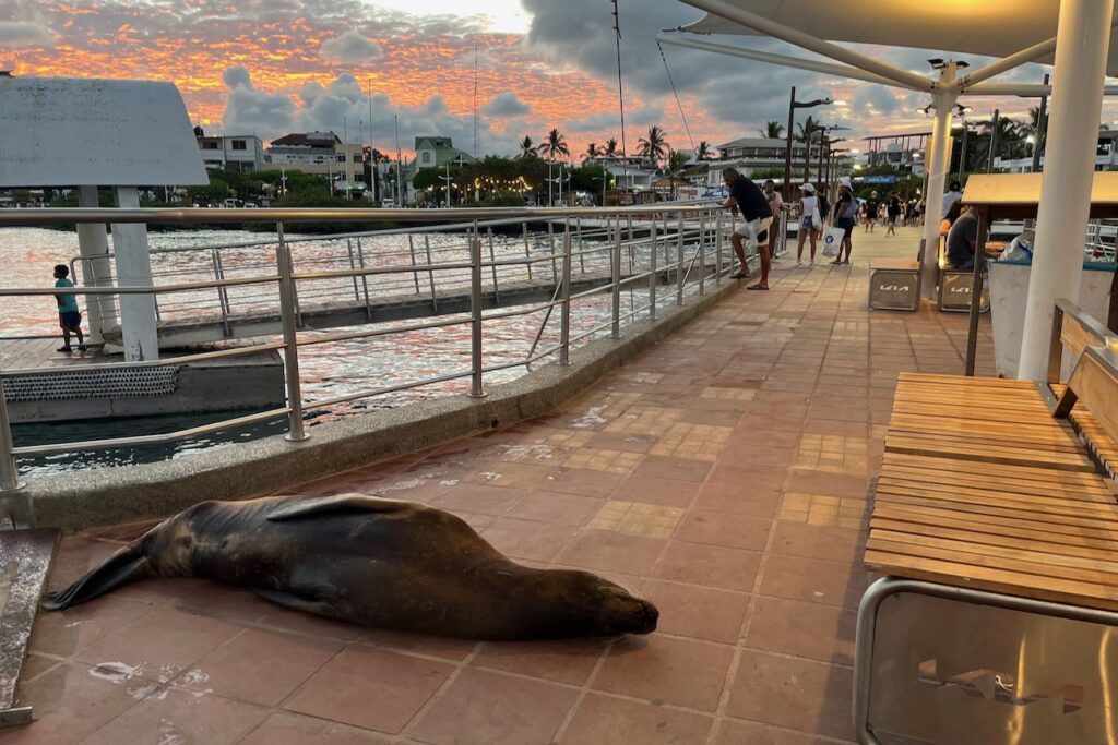 Sea lion sleeping at the pier, Santa Cruz, Galapagos