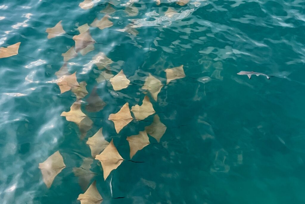 School of golden cownose rays and a little shark at the pier, Santa Cruz, Galapagos