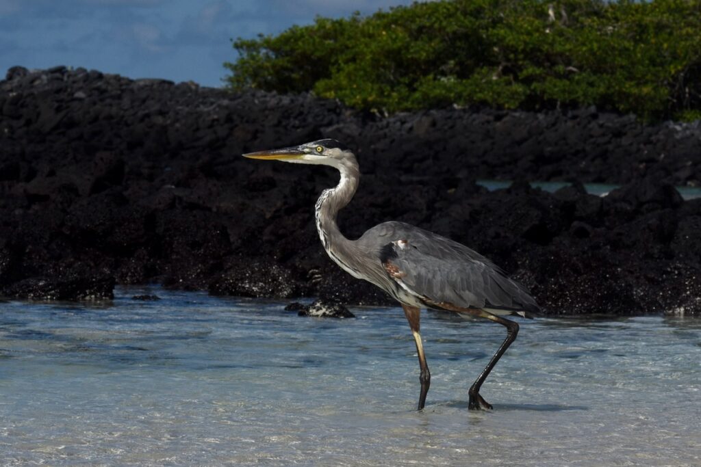 Great Blue Heron, Tortuga bay, Santa Cruz, Galapagos