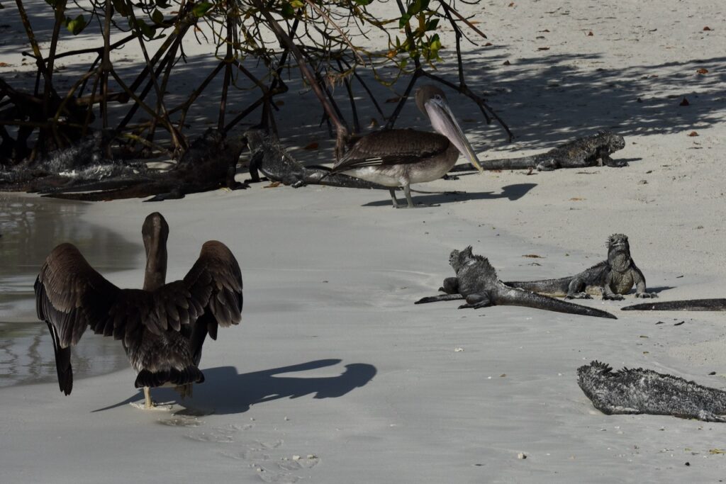 Marine iguanas and pelicans, Tortuga bay, Santa Cruz, Galapagos