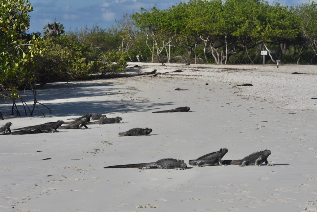 Marine iguanas, Tortuga bay, Santa Cruz, Galapagos