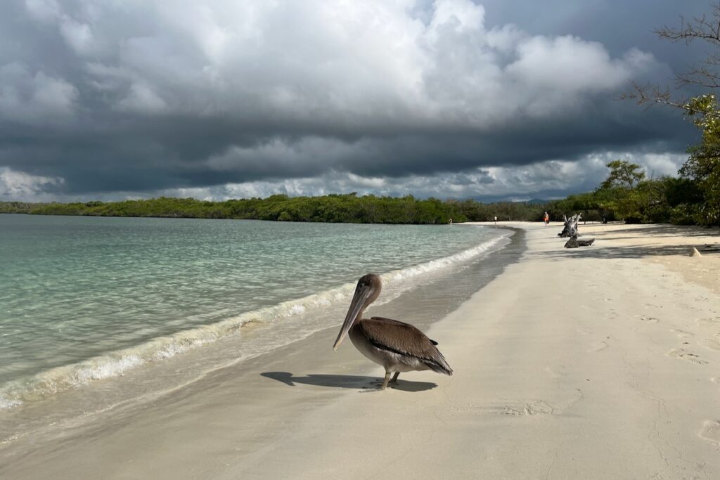 Pelican at Playa Mansa, Tortuga Bay, Santa Cruz, Galapagos