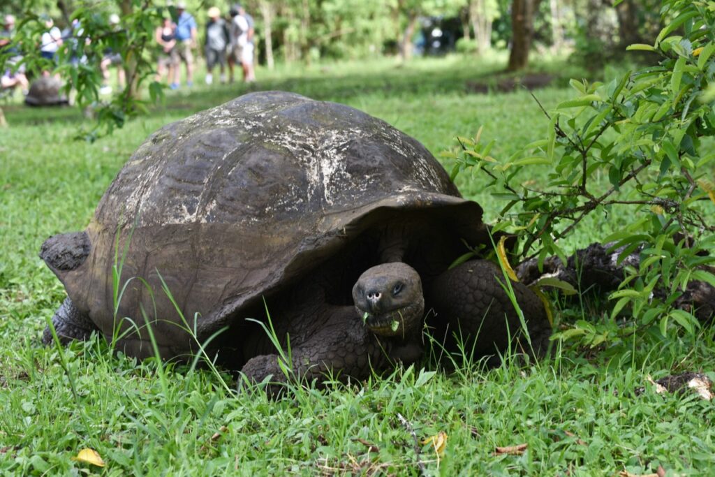 Tortoise at El Chato, Santa Cruz, Galapagos