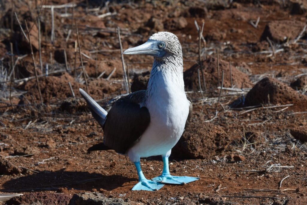 Blue-footed booby, North Seymour, Galapagos