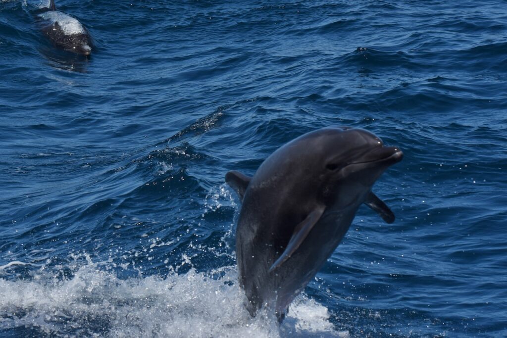 dolphin, Galapagos