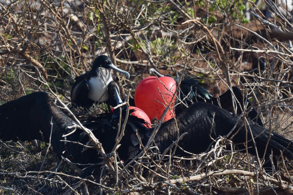 Magnificent frigate birds, North Seymour, Galapagos