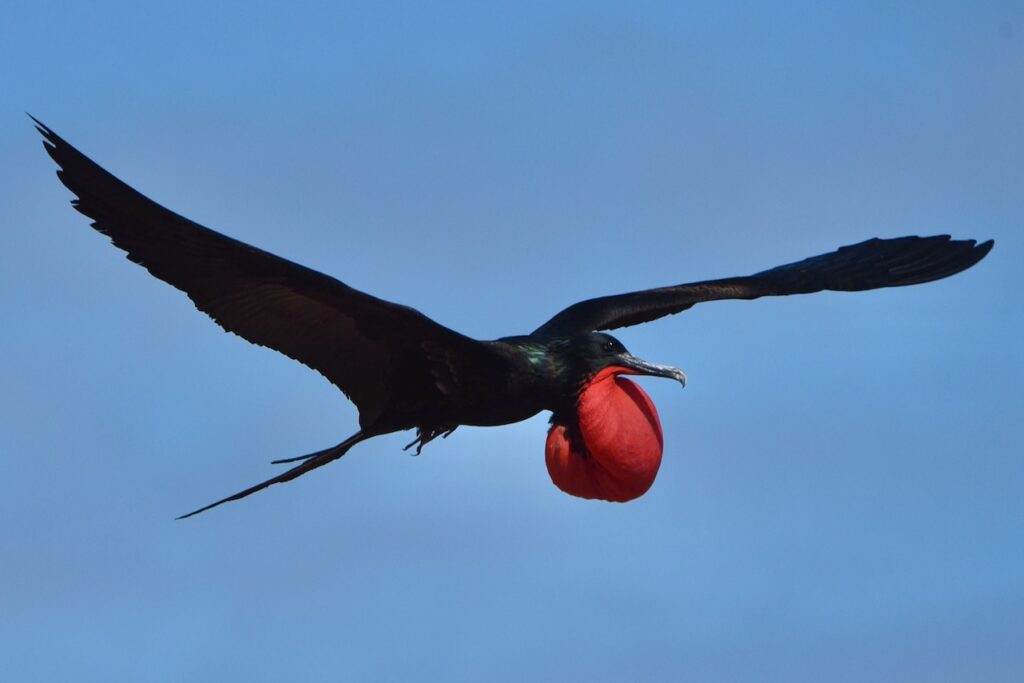 Magnificent frigate bird flying, North Seymour, Galapagos