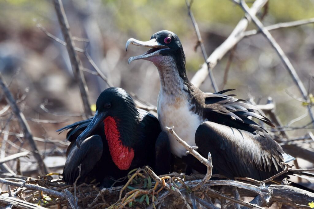 Magnificent frigate birds, North Seymour, Galapagos