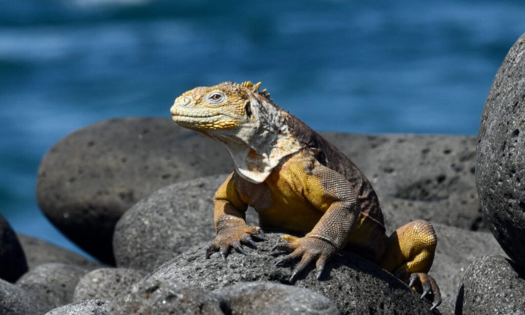 Land iguana, North Seymour, Galapagos