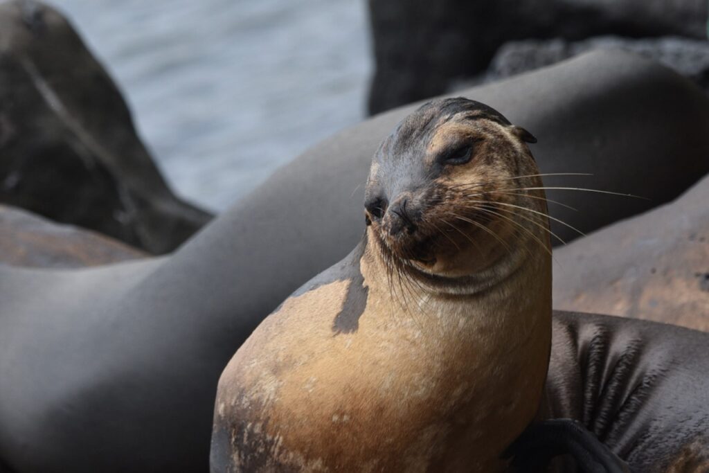 Sea lion, San Cristobal, Galapagos