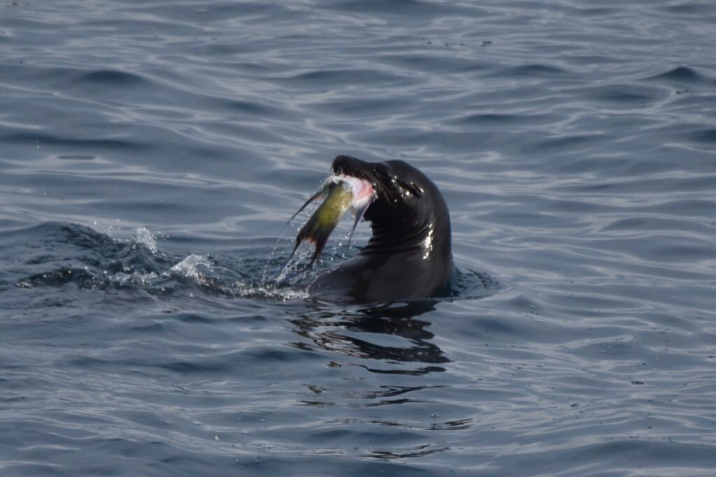 sea lion with a fish in its mouth, Galapagos