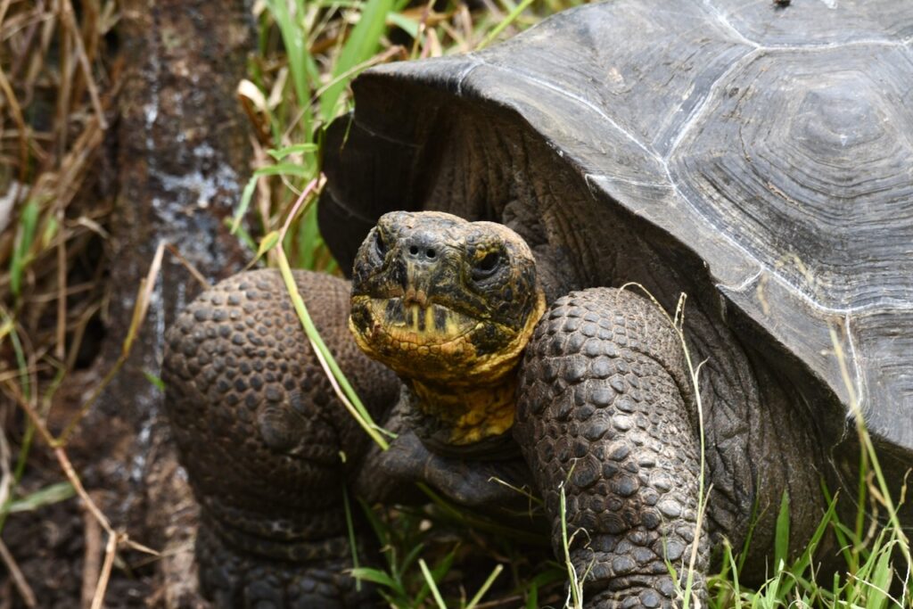 tortoise, Floreana island, Galapagos