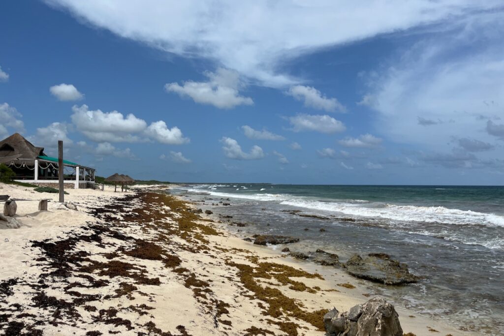 Sargassum on the east shore of Cozumel, Mexico