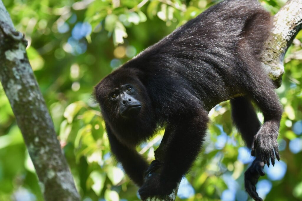 howler monkey, Belize