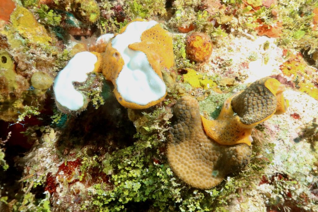 Corals in November 2023 - bleached on the left and less affected on the right, Negril, Jamaica