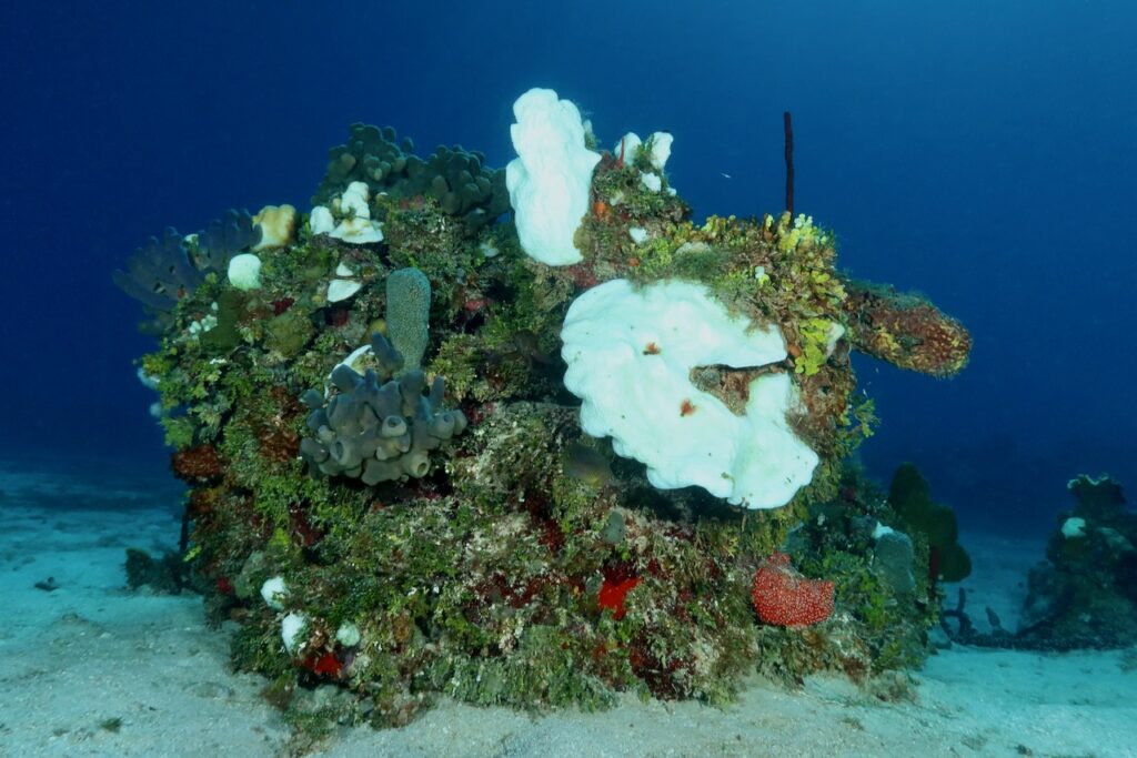 Bleached coral reef November 2023, Negril Jamaica