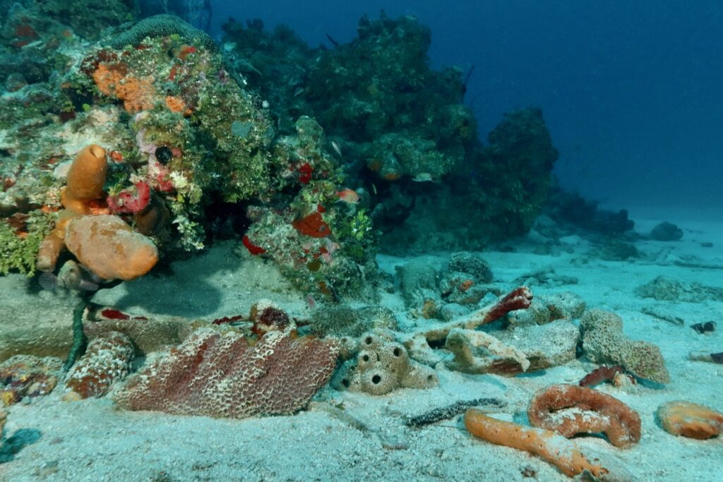 Storm damage to reef in March 2024, Negril, Jamaica